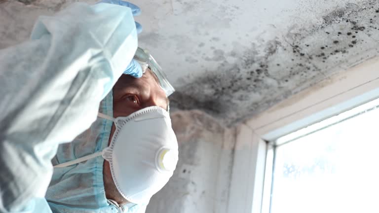 Why You Should Choose Our Mold Remediation Services in Olivehurst, CA